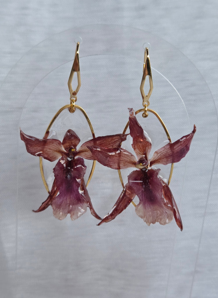 Vrais Orchidées en boucles d&